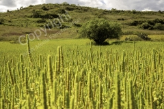 Chacra 2014 - PERU8654