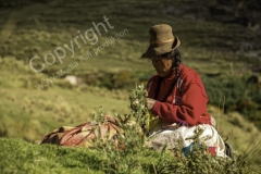 Grasbrücke 2014 - PERU7420