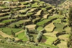 Terrassen - IMG_1720-2008