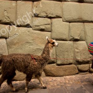 Cusco, Llama, Lima, Peru