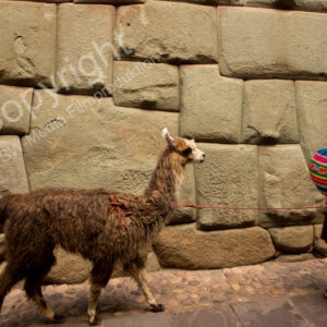 Cusco, Llama, Lima, Peru