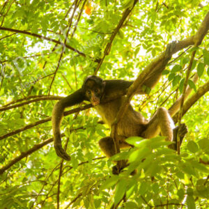 Iquitos, Peru, Südamerikanischer Regenwald