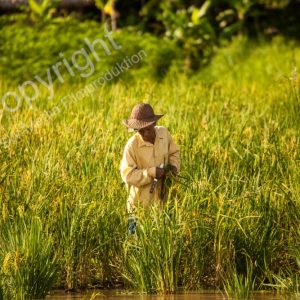 Iquitos, Peru, Südamerikanischer Regenwald