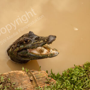 Iquitos, Peru, Südamerikanischer Regenwald, Amazonas