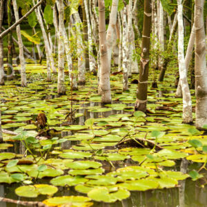 Iquitos, Peru, Südamerikanischer Regenwald