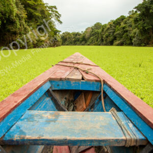 Iquitos, Regenwald
